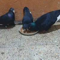کفتر جفت قره سوری با یه جوجه  اصل پاک|پرنده|شیراز, آزادگان|دیوار
