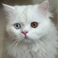 گربه|گربه|سردشت, |دیوار