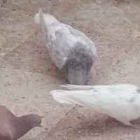 فروش کبوتر