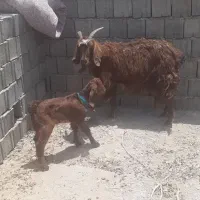بز با بزغاله