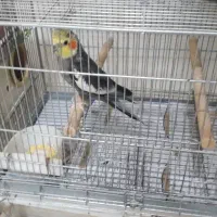عروس هلندی مولد