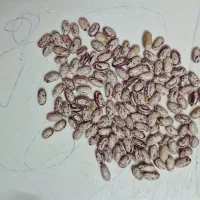 لوبیا چیتی درجه یک تمیز