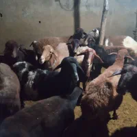 گوسفند|حیوانات مزرعه|رامیان, |دیوار