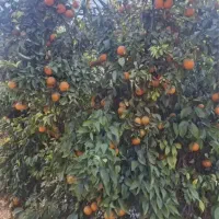 فروش-زمین-باغشهری-سیخ-دارنگون-2800متری