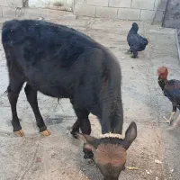 گوساله نرفروشی|حیوانات مزرعه|زمکان, |دیوار