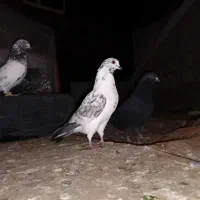 کفترپاکستانی پرشی|پرنده|ایرانشهر, |دیوار