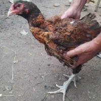 مرغ لاری|حیوانات مزرعه|رشت, حومه رشت|دیوار
