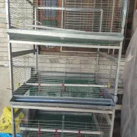 قفس یک در یک جوجه و مرغ بالغ