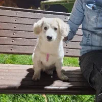 سگ نژاد اشپیتز روباهی توضیحات و بخونین