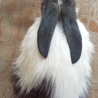 خرگوش