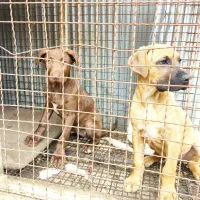 دوعدد توله پیت بول نر و ماده