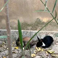 خرگوش خوشگل|موش و خرگوش|گرگان, |دیوار