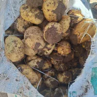 سیب زمینی اگریا باب کارخانه و بازار فروش کلی