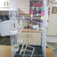 عروس هلندی نر و تخم|پرنده|کرج, شهرک خاتم النبیا|دیوار