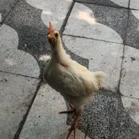 جوجه خروس