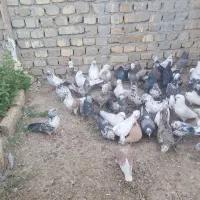 کفتر|پرنده|ساروق, |دیوار