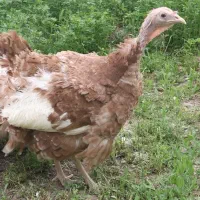 بوقلمون جوان