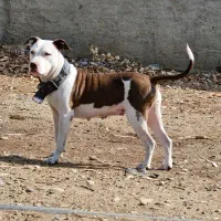 سگ پیتبول ماده