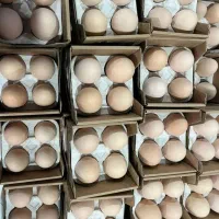 تخم مرغ سیمرغ و محلی