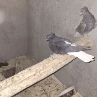 سیاه دم سفید کاکل میخ یک جفت مطلق تخت دم سفید|پرنده|نجفآباد, فاز ۴ شهرک آزادگان|دیوار