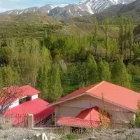 برش درخت خرید چوب