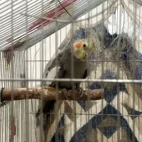 جفت عروس هلندی جون|پرنده|مرودشت, گندم|دیوار