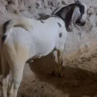 کهره نر فروشی|حیوانات مزرعه|لامرد, |دیوار