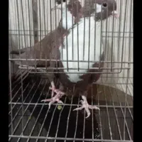 کفتر ریش یا کرباتی|پرنده|مشهد, امین آباد|دیوار