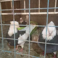 کبوترصید.کربلایی