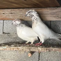 کفتر|پرنده|تهران, منیریه|دیوار