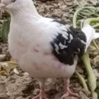 کفتر