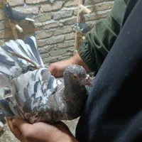 کبوتر گم شده