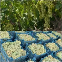 نیم-هکتار-باغ-انگور