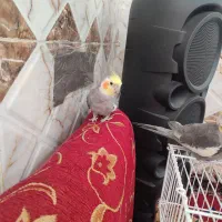 عروس هلندی|پرنده|خرمشهر, |دیوار