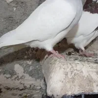 طوقی ابی نر|پرنده|آشخانه, |دیوار