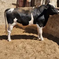 فروش خرید گوساله