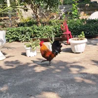 تخم مرغ و خروس جاپانیز