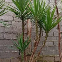 گل یوکا تعداد زیاد|گل و گیاه طبیعی|رشت, امین الضرب|دیوار