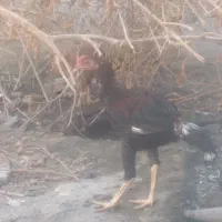 دو تا خروس لعل اصل ونس دار