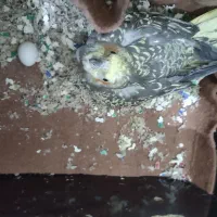 عروس هلندی آواز خوان تخم گذار|پرنده|یزد, |دیوار