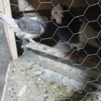 کبوتر|پرنده|منج, |دیوار