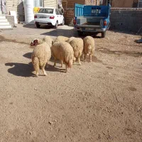 بره ماده داشتی