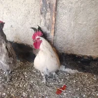 مرغ و خروس گلین