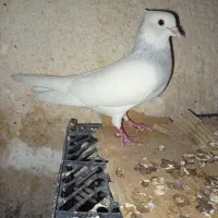 طوق آبی ابری نر|پرنده|شیراز, سعدیه شمالی|دیوار