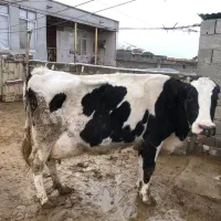 گاو گوساله|حیوانات مزرعه|گرمخان, |دیوار