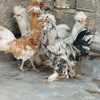 چهار عدد خروس سلطان سنگین