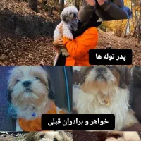 سگ آپارتمانی|سگ|سبزوار, توحیدشهر|دیوار