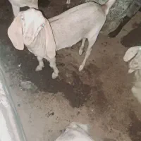 کهر خوشگل