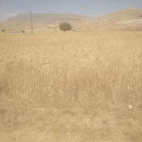 فروش کاه