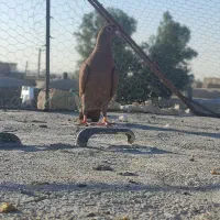 سرخ کرمانی جوانه نر